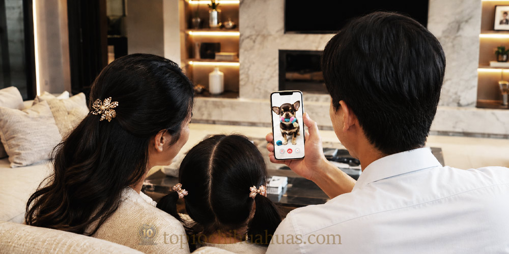 top10chihuahuas-chihuahua-farm-videocall