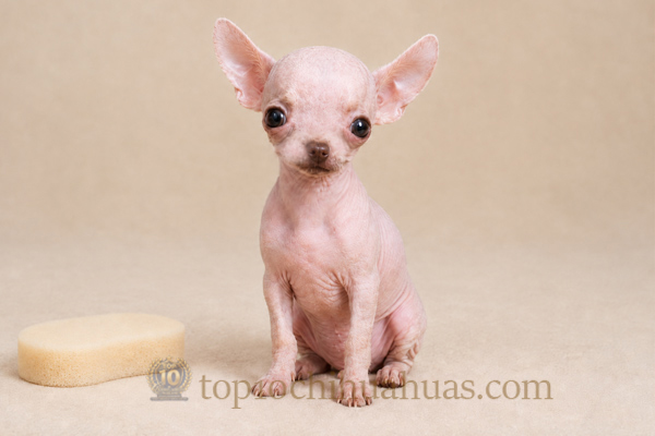 ชิวาวาไร้ขน Hairless Chihuahua สุนัขไร้ขนสายพันธุ์หายาก สุขภาพดี