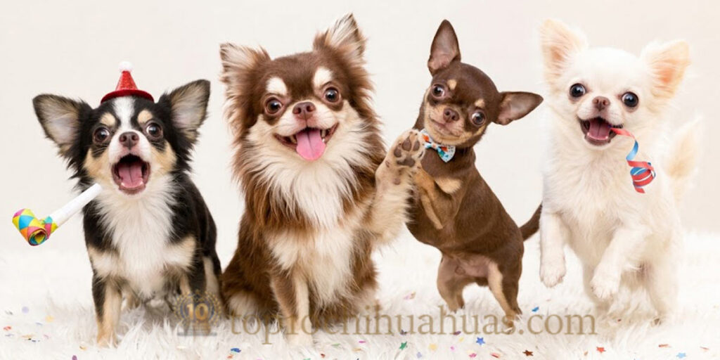 top10chihuahuas-care-guide-banner