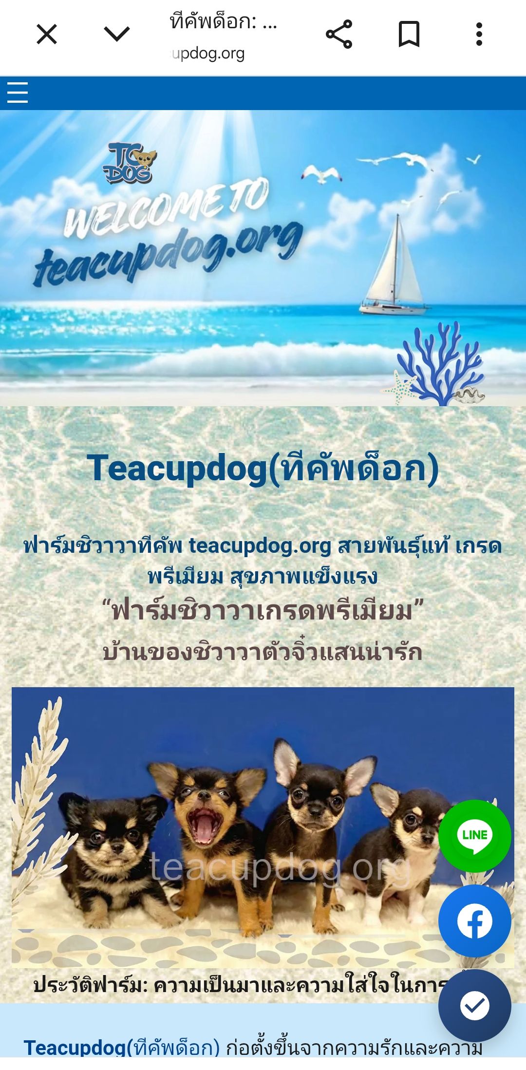 Teacupdog ทีคัพด็อก ฟาร์มชิวาวาทีคัพ