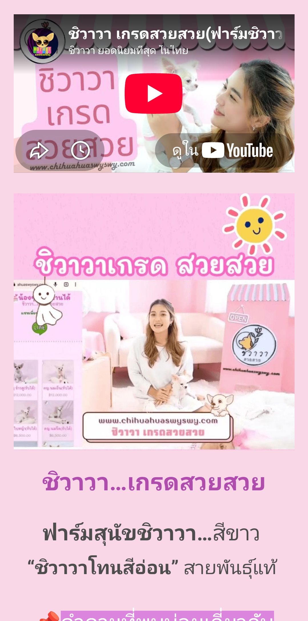 ชิวาวาเกรดสวยสวย ลูกสุนัขราคาประหยัด