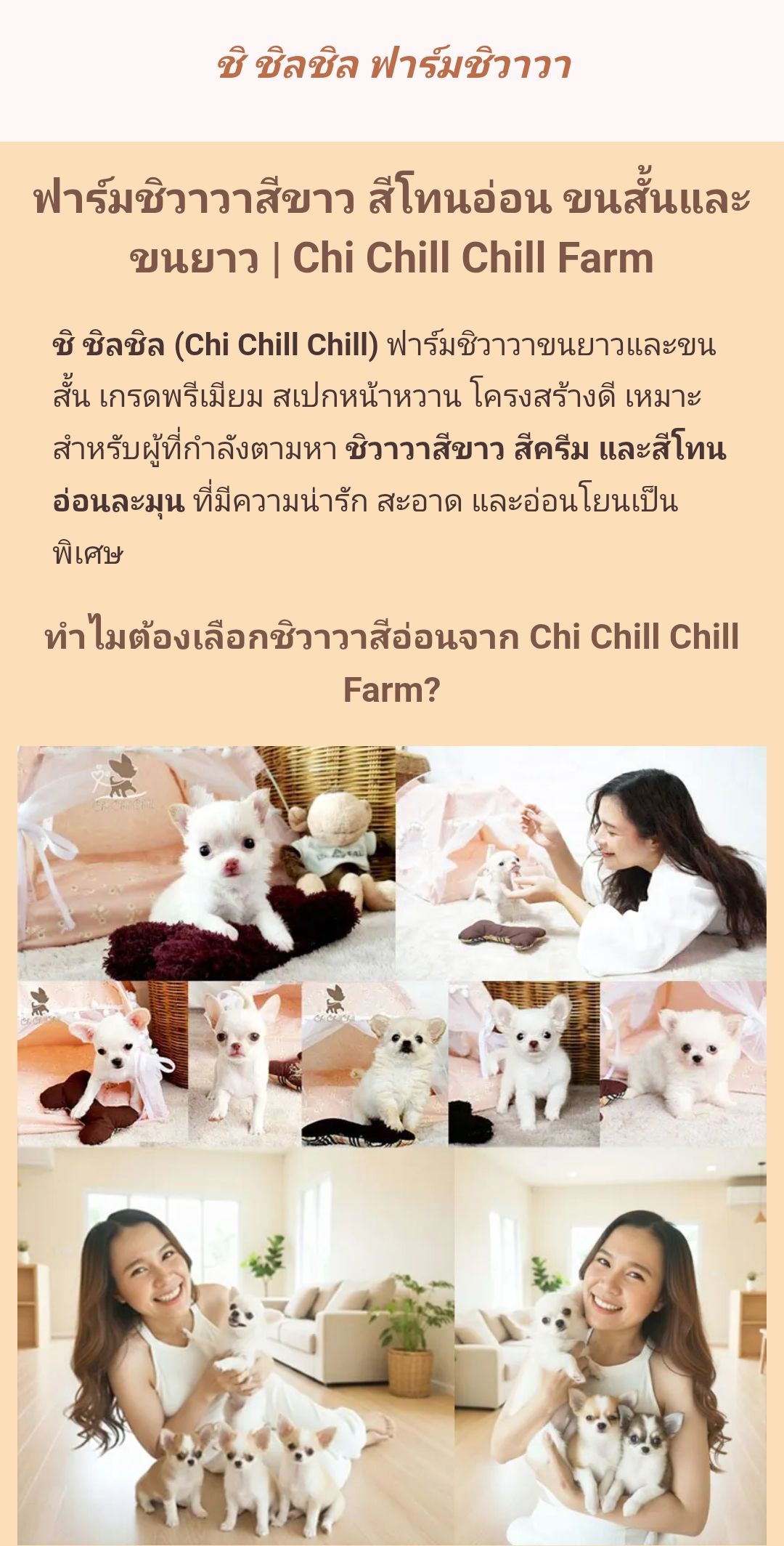 Chichillchill ชิชิลชิล ฟาร์มชิวาวาสีขาว