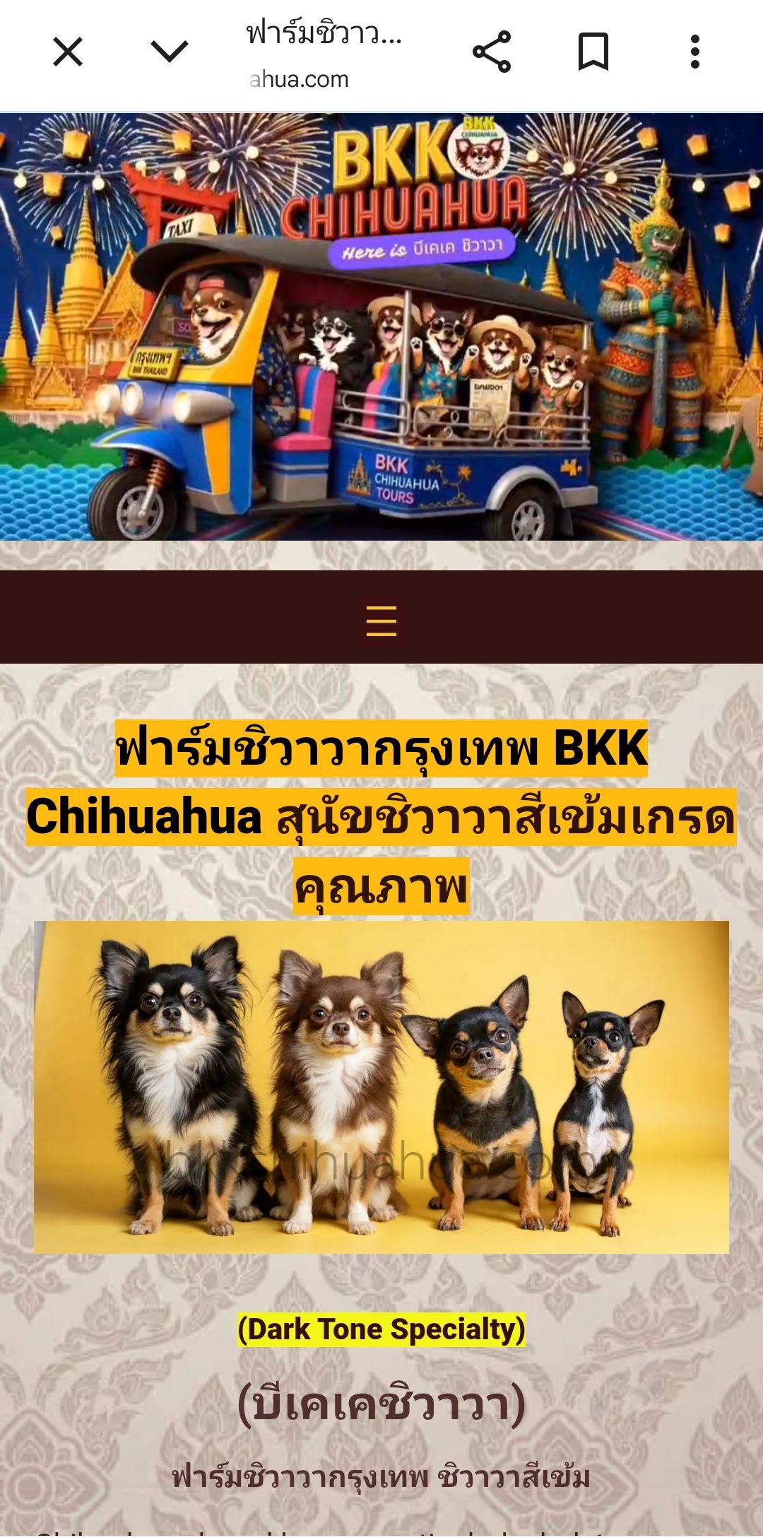 Bkk Chihuahua
